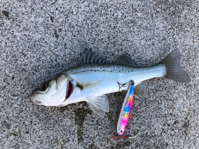 たまたま食ってくれた…^ ^♪?