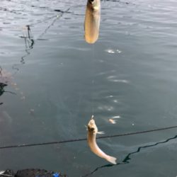 カワハギを求めて①