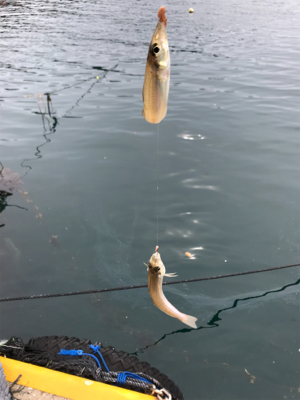 カワハギを求めて①