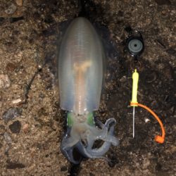 胴20センチ越え