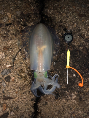 胴20センチ越え