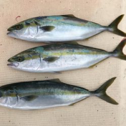 紀北で五目釣り