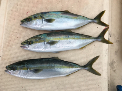 紀北で五目釣り