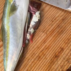 港内でワカシきてます。