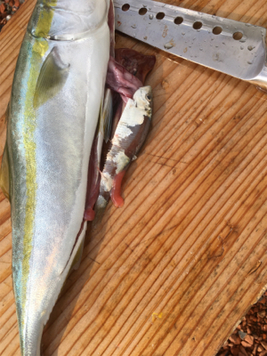 港内でワカシきてます。