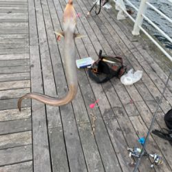 カレイ　アナゴ　チャリコ