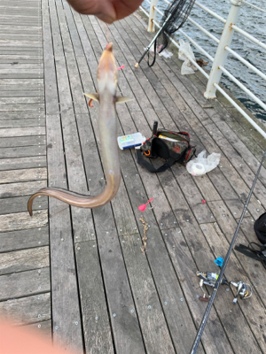 カレイ　アナゴ　チャリコ