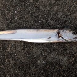 連日のホームタッチー調査