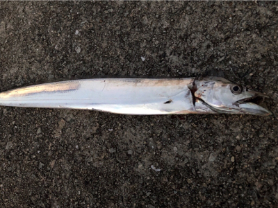 連日のホームタッチー調査