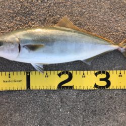 これぞショアプラッキング!!