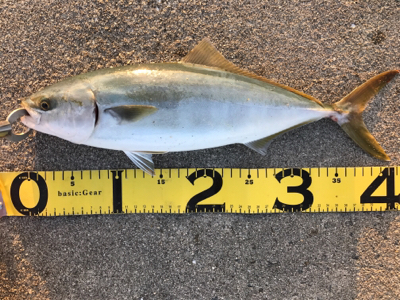 これぞショアプラッキング!!