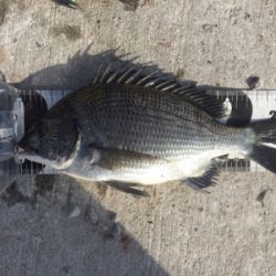 チヌフカセ釣り