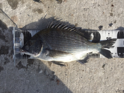 チヌフカセ釣り