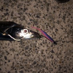 右も左もドラゴン