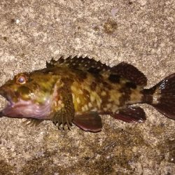 LSJigginger0650〜0730