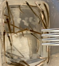 桧原湖 ワカサギ釣り