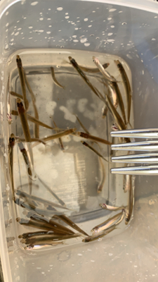 桧原湖 ワカサギ釣り