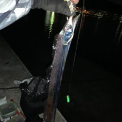 寒くなってもタチウオ