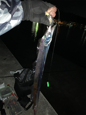 寒くなってもタチウオ