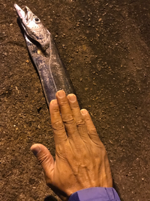 タチウオ餌釣り