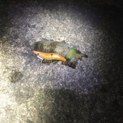 なんとかアオリちゃんに出会えた