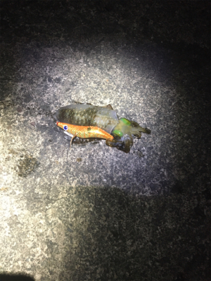 なんとかアオリちゃんに出会えた