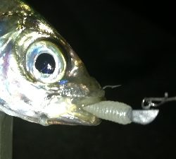 ナイトアジング