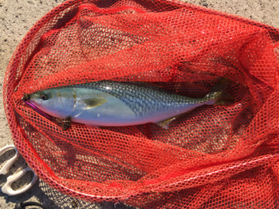 ハマチ‥修行は続く