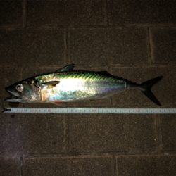 今日は大当たり