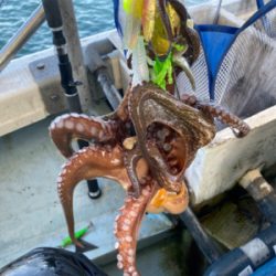明石　　タコ釣り　　西海丸