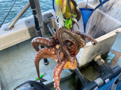 明石　　タコ釣り　　西海丸