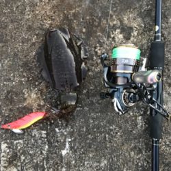 今年は厳しい〜