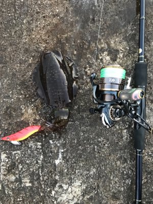 今年は厳しい〜