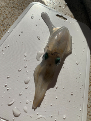 エギングとジギング