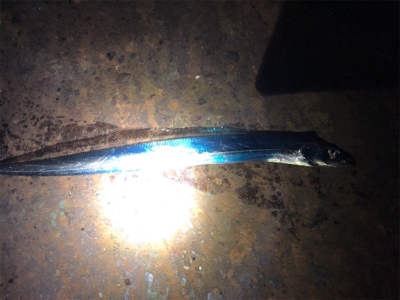 遅めの出陣…短時間釣行