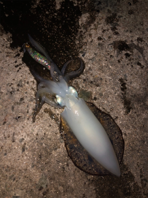 美保関ジギングからのエギング！