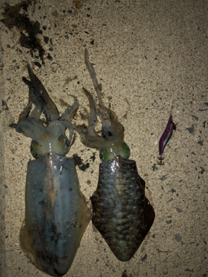 二神島エギング