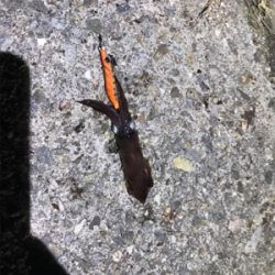 ナブラまみれの朝マズメ。