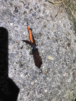 ナブラまみれの朝マズメ。