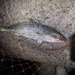 太刀魚とツバス