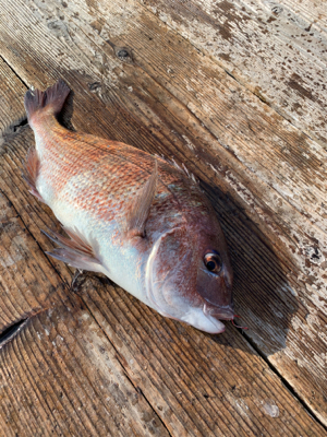 釣堀 水宝さんにて