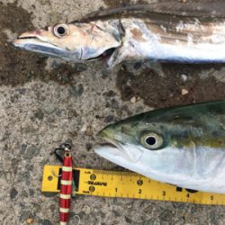 狙いの魚種と釣果があべこべ?