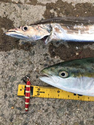 狙いの魚種と釣果があべこべ?