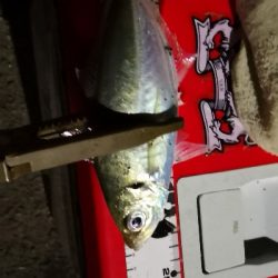 アジング練習 55