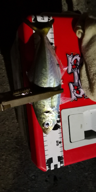 アジング練習 55