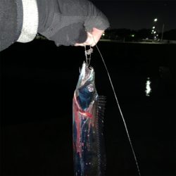 来た‼︎ ドラゴン　