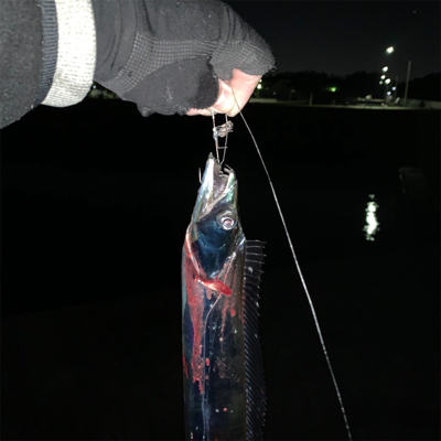 来た‼︎ ドラゴン　