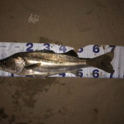 秋爆!!ランカー!