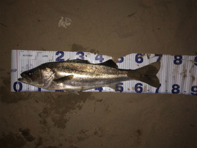 秋爆!!ランカー!