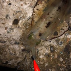 アオリイカ終盤戦